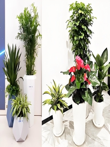 余姚花木租赁方案